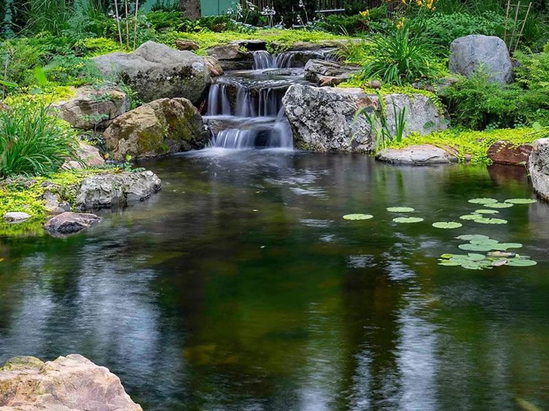 Pond Scapes