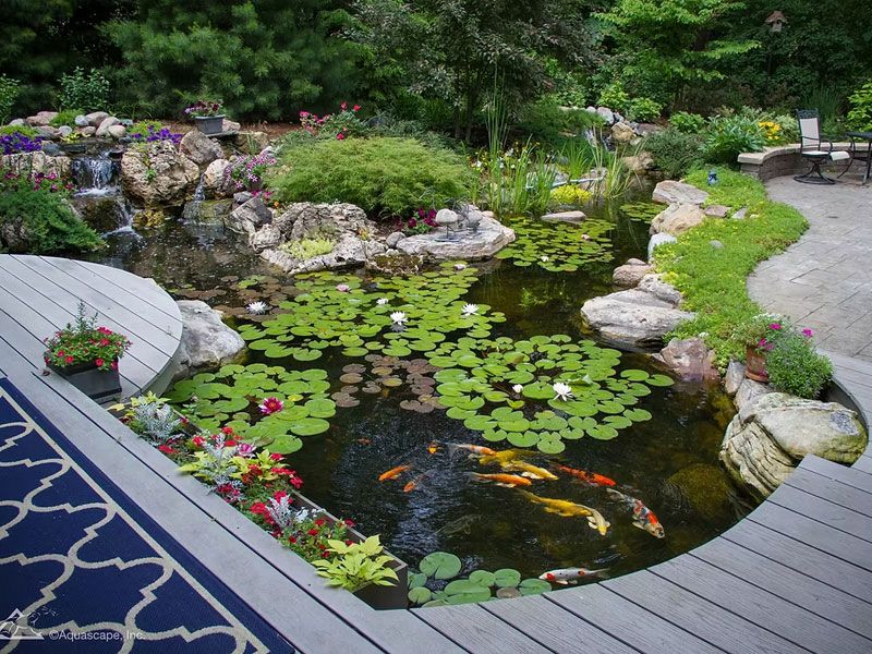 Pond Scapes