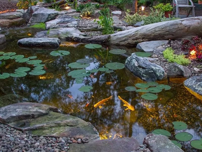 Koi pond with lights glowing under the lily pads at dusk