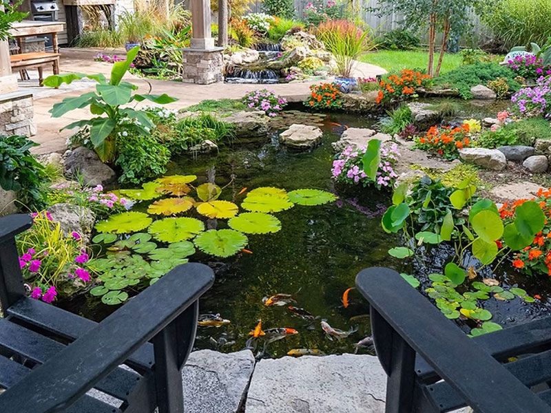 Koi pond full of water lilies with garden chairs at the edge